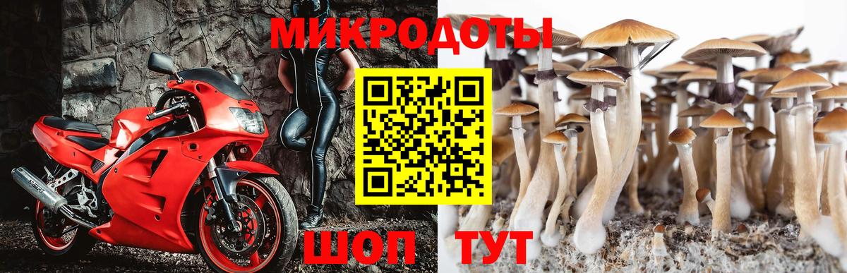 Псилоцибиновые грибы Psilocybe Лыткарино